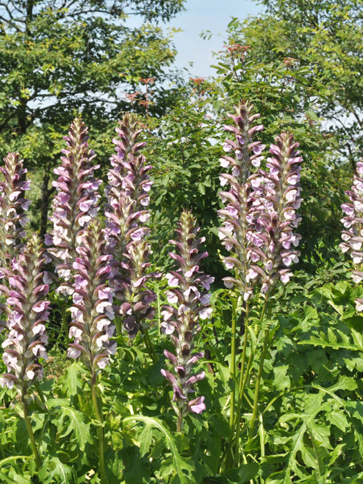 Acanthus hungaricus, Balkan-Bärenklaue, Stachelähre