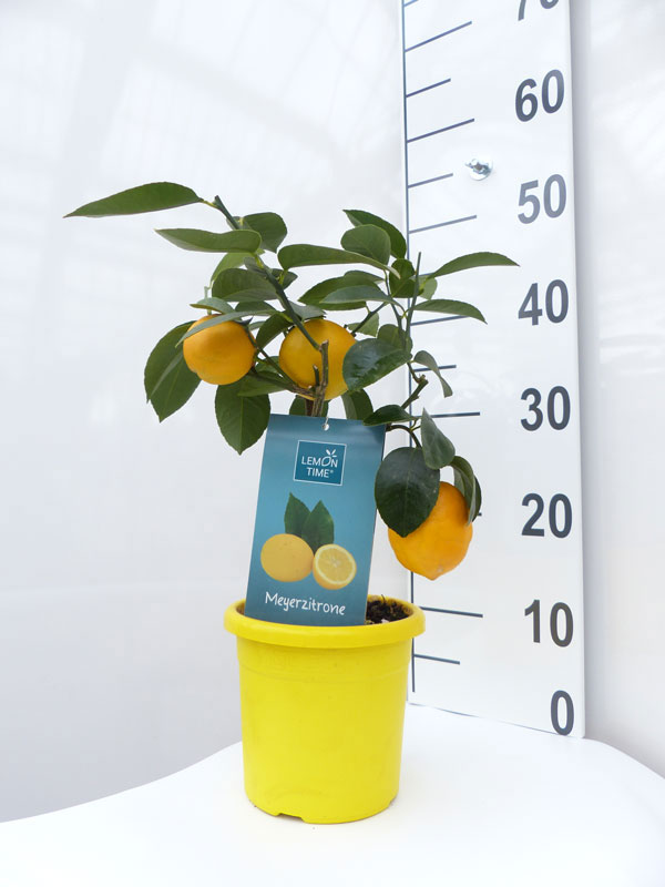 Zitronenbaum 'Meyerzitrone' - Lemon Time®