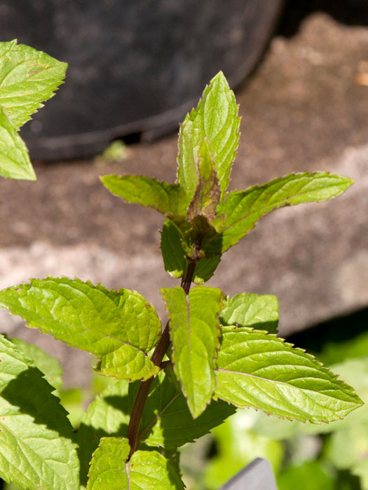 Orangenminze, Mentha piperita citrate