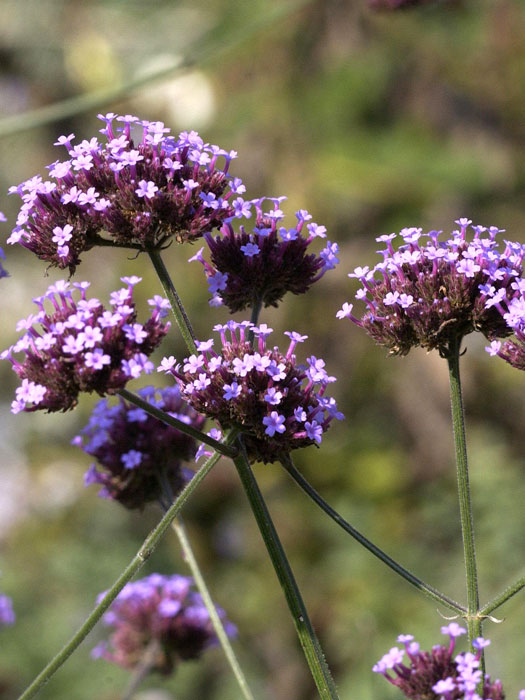 Verbena bonariensis, Patagonisches Eisenkraut, Verbene