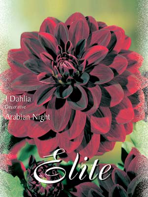 Schmuck-Dahlie 'Arabien Night', Dahlia (Art.Nr. 520128)