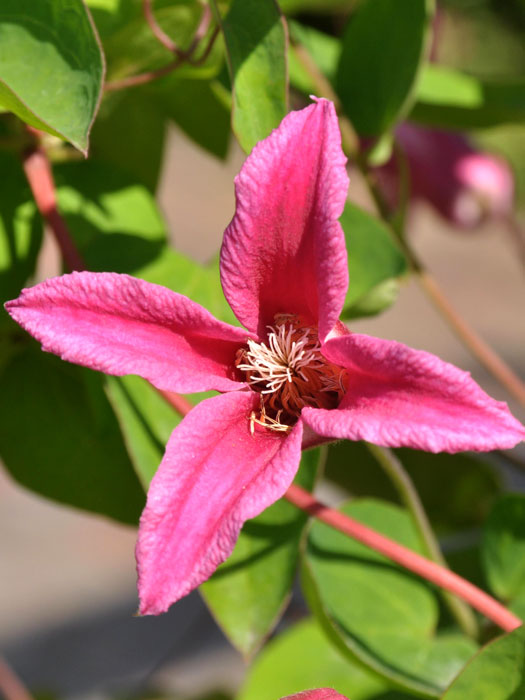 Die pinke Blüte der Clematis 'Princess Diana'