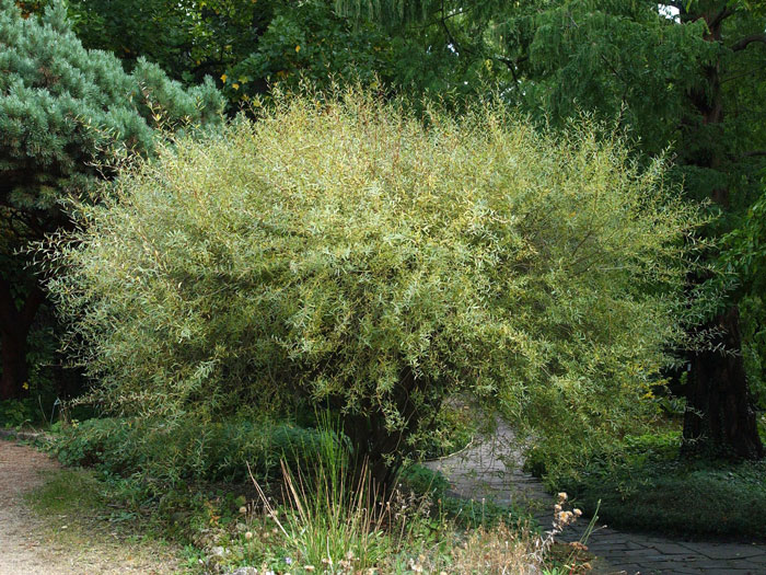 Kugleweide Kopfweide