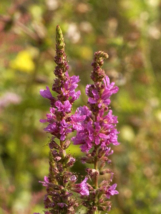 Lythrum salicaria 'Robert', Blutweiderich