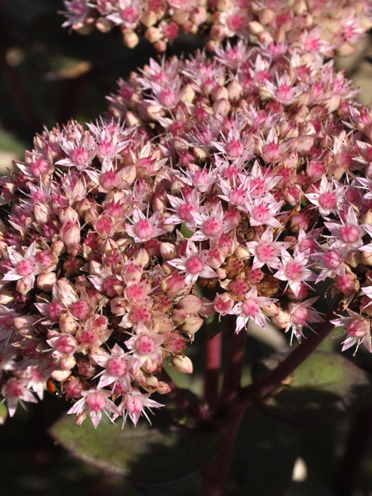 Sedum telephium 'Matrona', Hohe Garten-Fetthenne