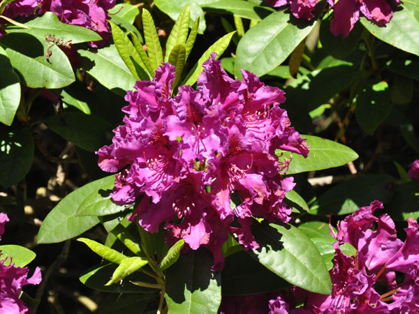 Rhododendron 'Azurro'