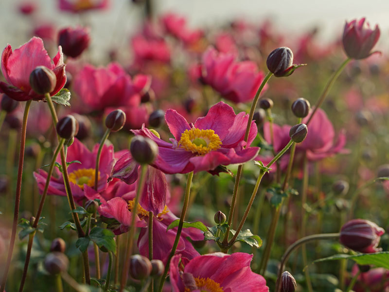 Nahaufnahme dunkelrosa farbener Blüten von Anemone Fantasy 'Ariel'