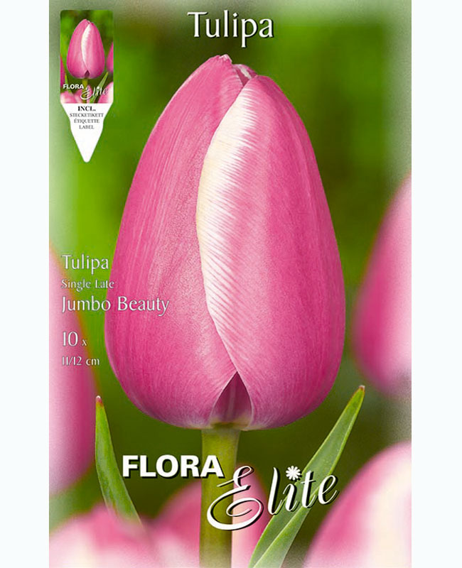 Einfache späte Tulpe 'Jumbo Beauty' (Art.Nr. 5953470)