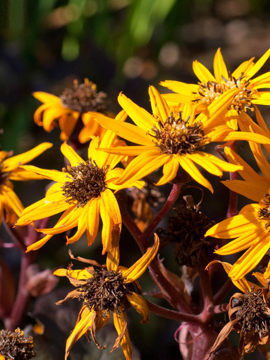 Ligularia dentata 'Dunkellaubig' (M), Japanischer Goldkolben, Kreuzkraut, Purpur-Greiskraut