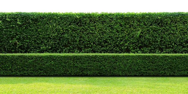 zu den Laub- und Bluetenstraeuchern