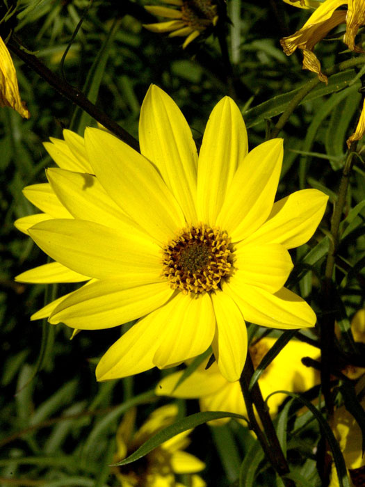 Helianthus salicifolius, Weidenblättrige Sonnenblume