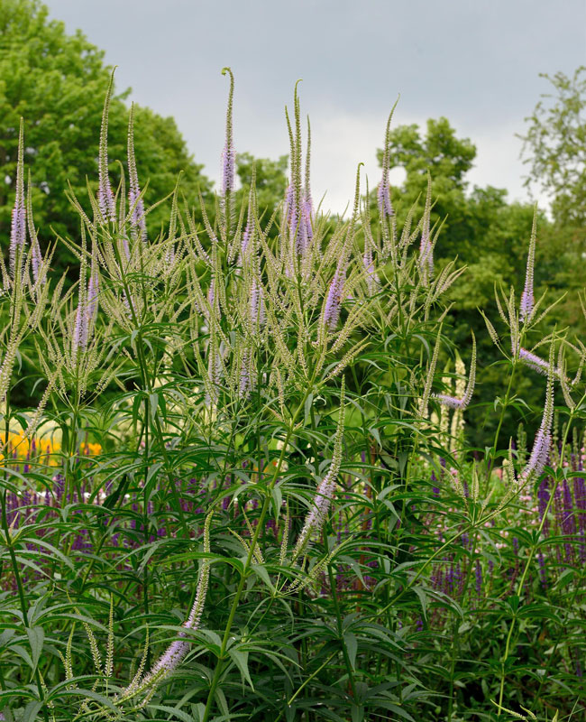 Veronicastrum virginicum 'Adoration', Kandelaber-Ehrenpreis