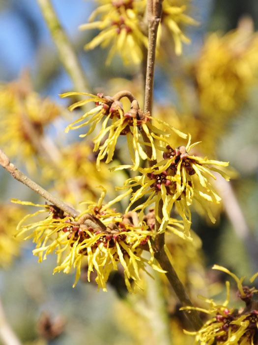 Chinesische Zaubernuss Blüte