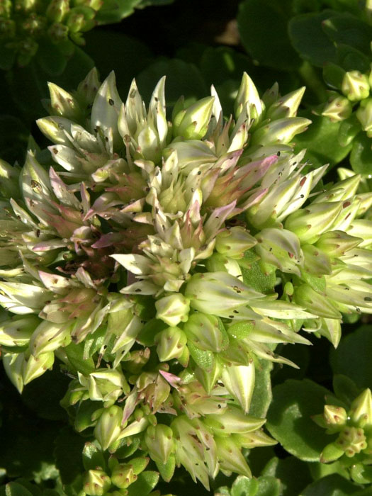 Sedum spurium 'Album Superbum', Kaukasische Teppich-Fetthenne, Tepich-Sedum