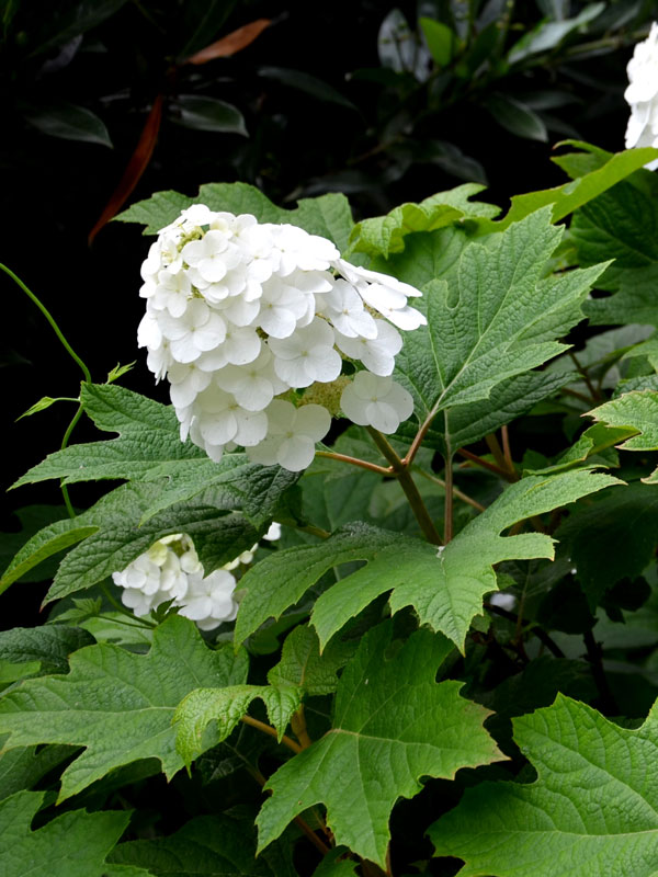 Hydrangea quercifolia 'Alice', Eichenblatt-Hortensie