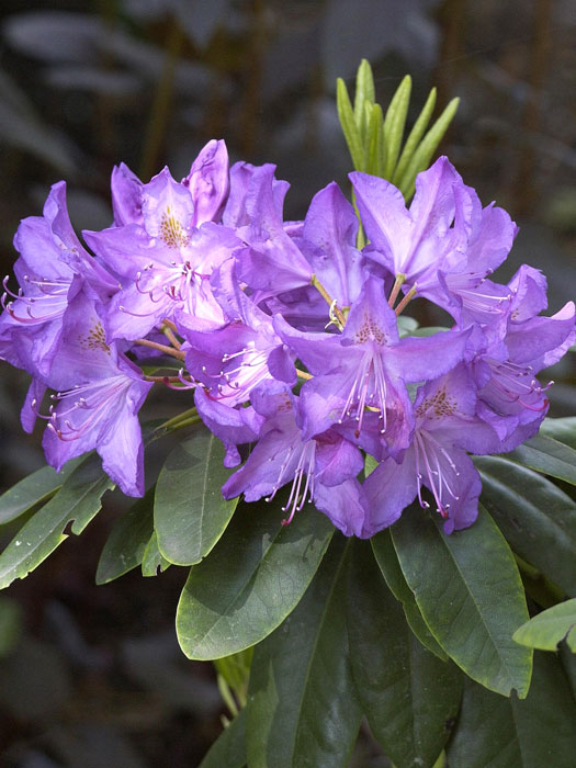 Rhododendron 'Purpureum Grandiflorum'