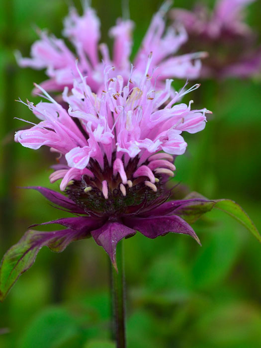 Monarda fistulosa 'Beauty of Cobham' (M), Indianernessel