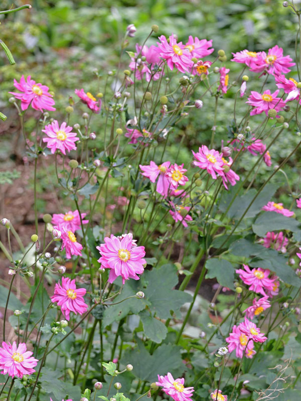 Anemone 'Bressingham Glow' im Beet