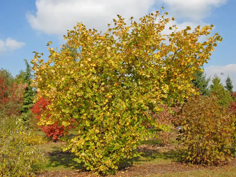 Corylus avellana, Haselnuss, Waldhasel