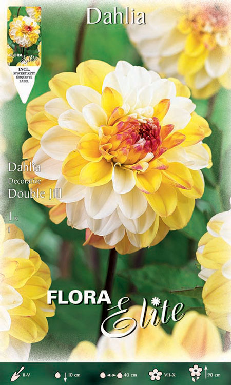 Schmuck-Dahlie 'Double Jill', Dahlia (Art.Nr. 5201390)