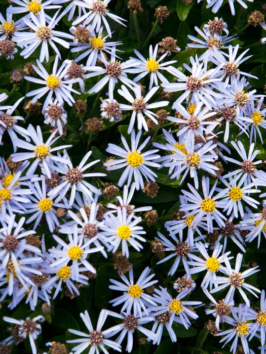 Aster ageratoides 'Adustus Nanus' (M), Ageratumaster, Wild-Aster