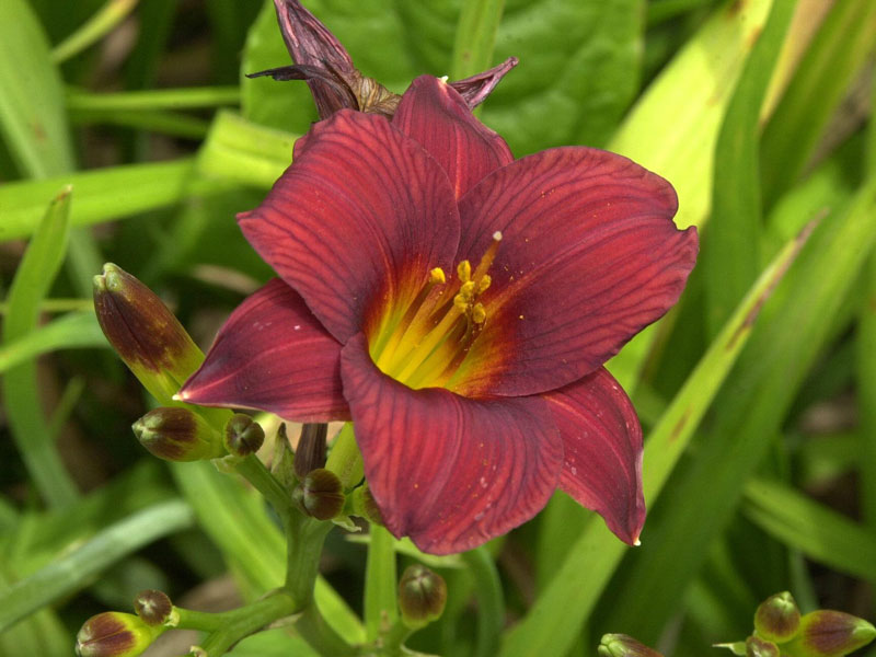 Hemerocallis Hybride 'Little Joy', Taglilie