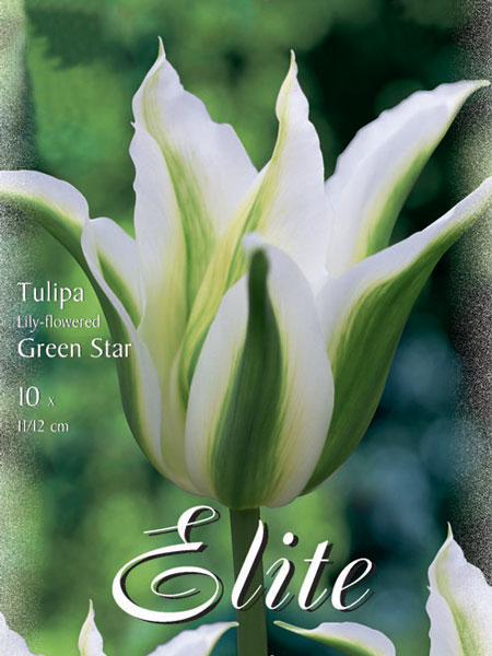 Lilienblütige Tulpe 'Green Star' (Art.Nr. 595461)