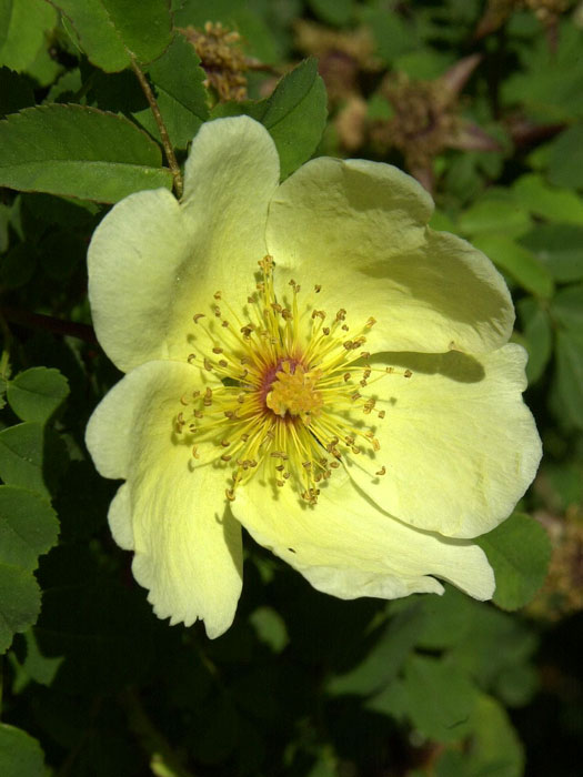 Blüte der Wildrose Hugonis