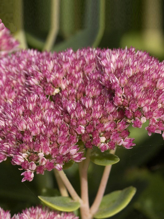 Sedum telephium 'Herbstfreude', Hohe Garten-Fetthenne