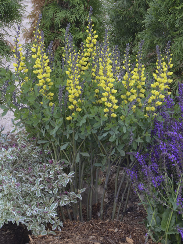 Baptisia decadence 'Lemon Meringe', Indigolupine