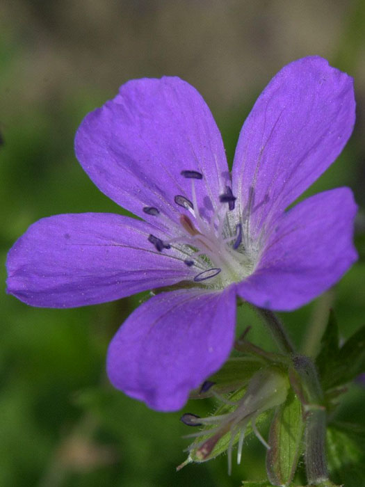 Geranium sylvaticum 'Mayflower', Wald-Storchschnabel