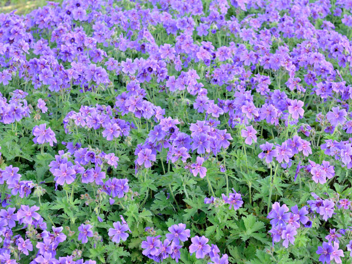 Geranium magnificum, Pracht-Storchschnabel, Großer Gartenstorchschnabel