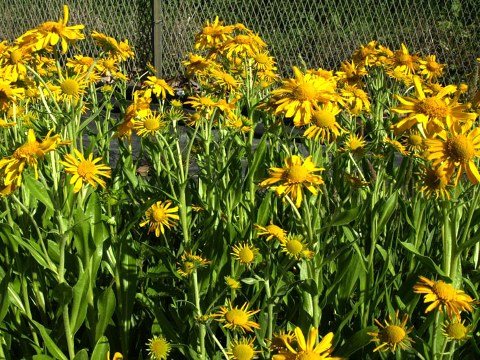 Helenium hoopesii, Frühsommer-Sonnenbraut