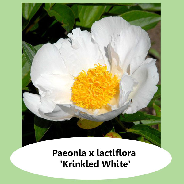 Paeonia Krinkled White