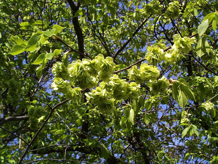 Ulmus carpinifolia, Feldulme