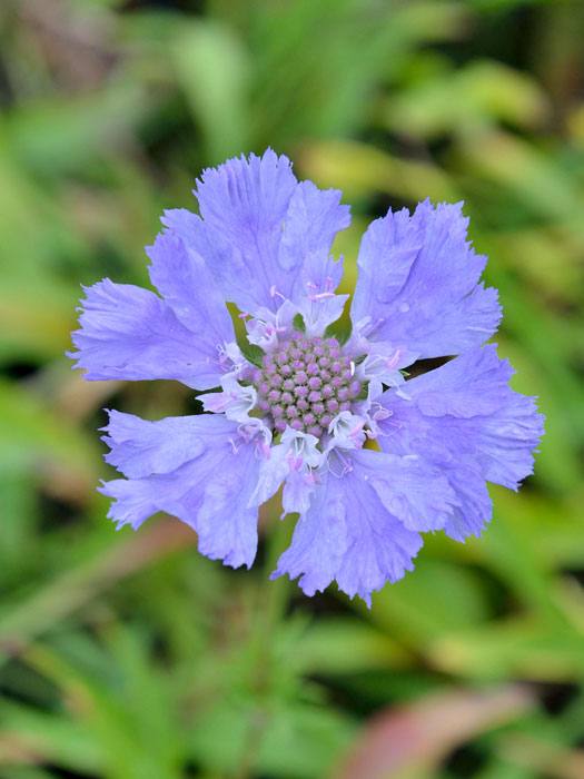 Scabiosa caucasica 'Perfecta', Blaue Scabiose, Blaue Witwenblume