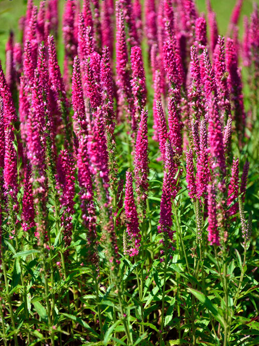 Veronica spicata 'Rotfuchs' (syn. 'Red Fox'), Ähriger Ehrenpreis