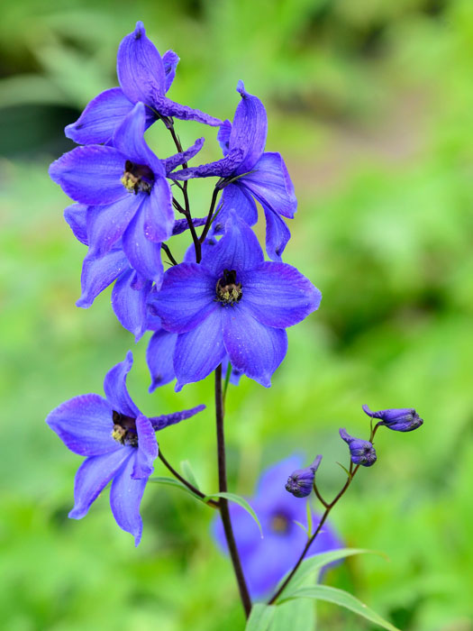 Delphinium elatum 'Finsteraarhorn', Hoher Rittersporn