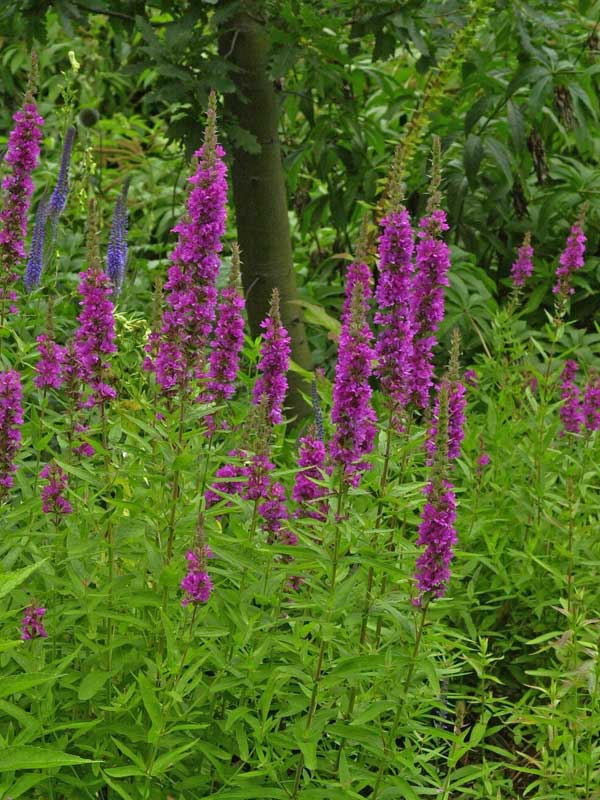 Staude Lythrum 'Robin'  in einem Beet