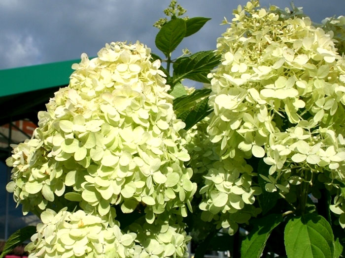 Hortensie Limelight Pflanze