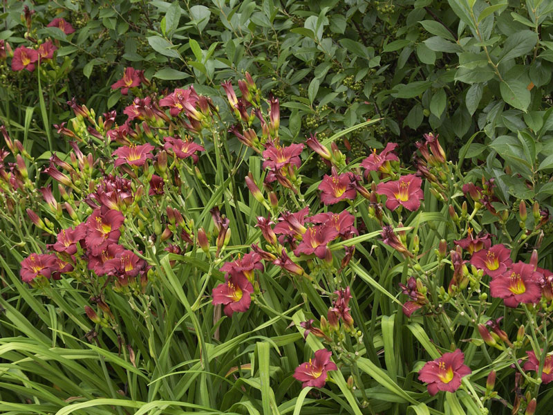 Hemerocallis Hybride 'Pardon Me', Taglilie