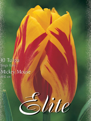 Einfache frühe Tulpe 'Mickey Mouse' (Art.Nr. 595112)