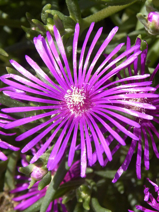 Delosperma cooperi (M), Mittagsblume