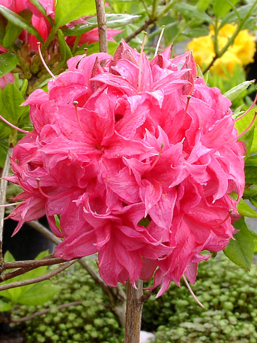 Rhododendron luteum 'Homebush', sommergrüne japanische Gartenazalee