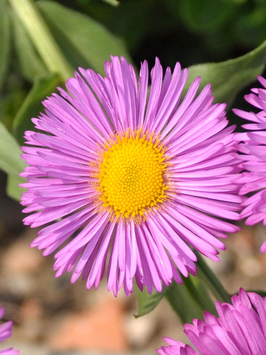 Erigeron-Hybride 'Rosa Juwel' (M), Feinstrahlaster