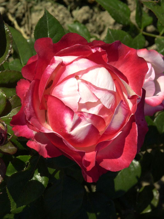 Rose Nostalgie ® - Tantau