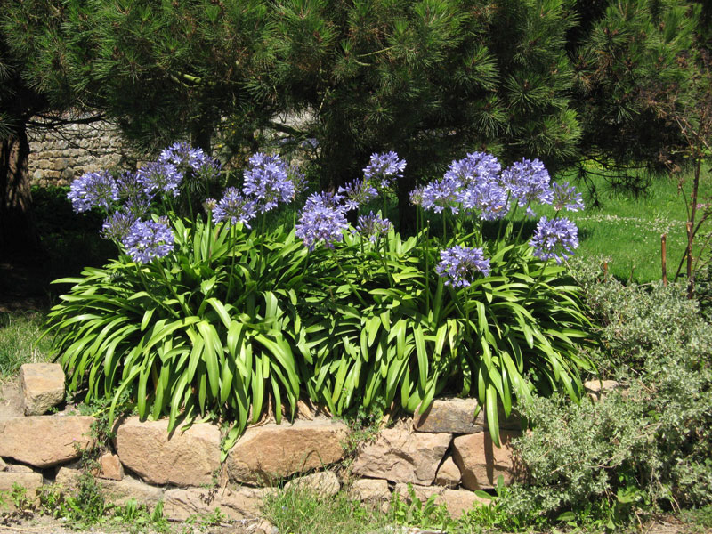 Agapanthus africanus, afrikanische Schmucklilie