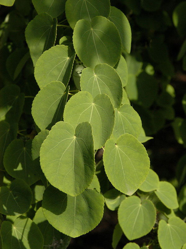 Cercidiphyllum japonicum, Kuchenbaum