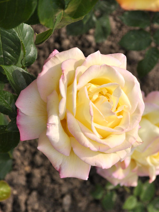 Rose Gloria Dei ® - Meilland