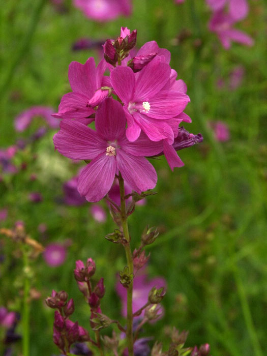 Sidalcea oregana 'Stark's Hybrid', Präriemalve, Garten-Schmuckmalve